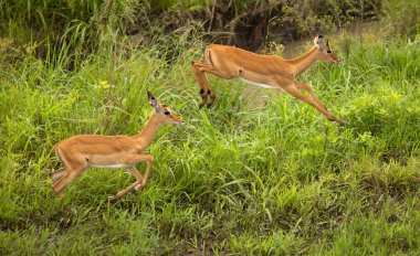 İki dişi impala (aepyceros melampus) güney Tanzanya 'daki Mikumi Ulusal Parkı' nda bir hendeğe atlıyor..