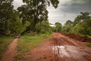 Şiddetli yağmurdan sonra Cholesamvula yakınlarındaki orman ve vahşi doğada kırmızı toprak bir yol..
