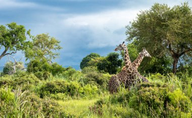 Güney Tanzanya 'daki Mikumi Ulusal Parkı' nda iki Masai zürafası (zürafa camelopardalis tippelskirchi). Masai zürafası nesli tükenmekte olan kişiler listesinde..