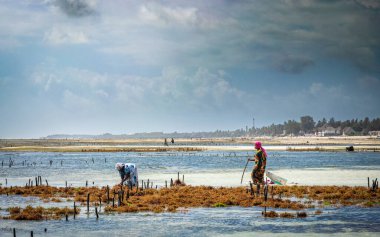 Kadınlar yosun (Eucheuma denticulatum), Jambiani, Zanzibar, Tanzanya 'ya eğilimlidir..