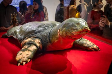 A preserved Swinhoe Softshell Turtle (Rafetus swinhoei) on display in Ngoc Son Temple, Hoan Kiem, Hanoi, Vietnam clipart