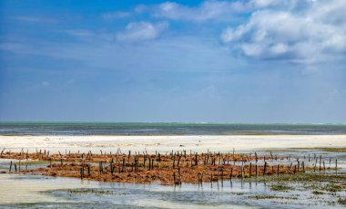 Jambiani, Zanzibar, Tanzanya 'da yetişen ekili yosun (Eucheuma denticulatum).