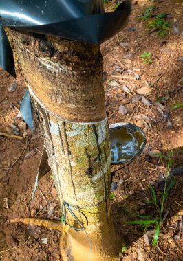 Sa Thay Bölgesi, Kontum Eyaleti, Vietnam 'da bir lastik tarlasında kesim oyukları ve lateks toplamak için bir kase gösteren kauçuk bir ağaç.