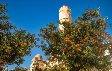 8. yüzyıl dini kalesi Tunus 'taki Ribat of Susse' nin heybetli duvarları, surları ve kulesinin önündeki yüklenmiş portakal ağaçları. Burası UNESCO 'nun Dünya Mirası Bölgesi.