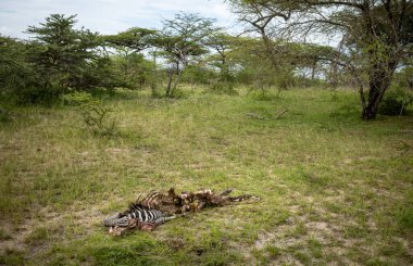 The partially eaten carcass of a dead plains zebra (equus quagga) in Nyerere National Park (Selous Game Reserve) in southern Tanzania. clipart