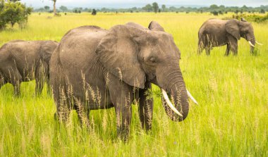 Tanzanya 'daki Mikumi Ulusal Parkı' nda Afrika Savana Filleri (Loxodonta africana). Bu fil nesli tükenme tehlikesi altında.