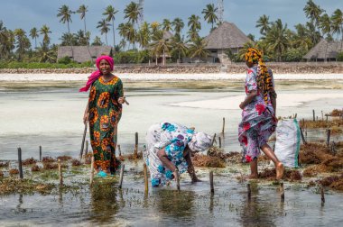 Bir büyükanne ve iki genç kız, aile ekinlerine deniz yosunu (Eucheuma denticulatum), Jambiani, Zanzibar, Tanzanya.