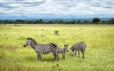 Güney Tanzanya 'daki Mikumi Ulusal Parkı' nda annesi ve başka bir dişi zebrayla birlikte bir zebra yavrusu..