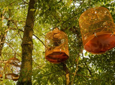 El yapımı bambu kuş kafesleri Hanoi, Vietnam 'daki ağaçlara bağlı tellerden asılmış..