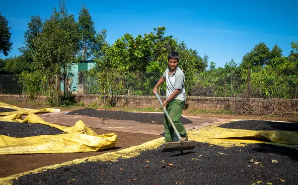 Jarai etnik azınlık mensubu bir adam, Vietnam 'ın Orta Highlands bölgesindeki Gia Lai eyaletinde, Ia Grai' de bir çiftçinin bahçesinde kahve tırmıklarken kahve kirazlarını temizliyor.