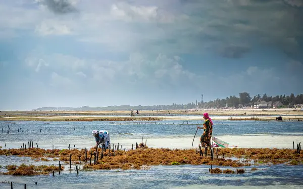 Kadınlar yosun (Eucheuma denticulatum), Jambiani, Zanzibar, Tanzanya 'ya eğilimlidir..