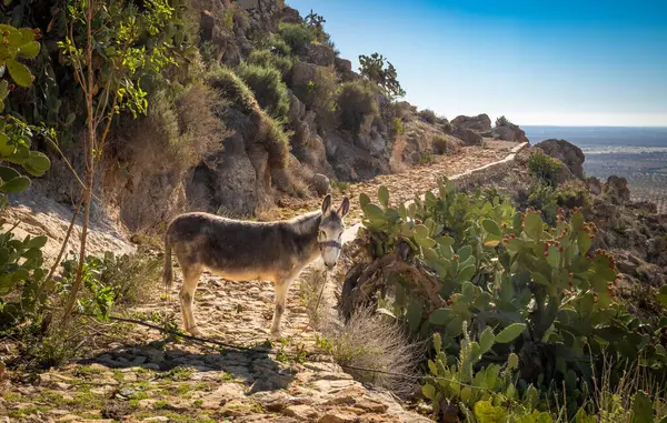 stock image A donkey stands on a stone track at the ancient hilltop Berber village of Takrouna, Tunisia.