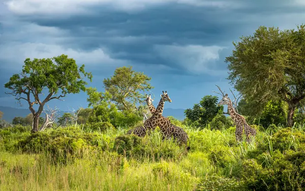 stock image Three Masai giraffe (giraffa camelopardalis tippelskirchi) in Mikumi National Park in southern Tanzania. The Masai giraffe is listed as endangered.
