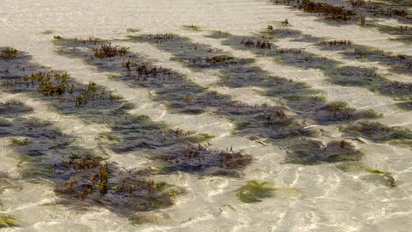 stock image Seaweed (Eucheuma denticulatum) covered in Enteromorpha spp. growing in Jambiani, Zanzibar, Tanzania.