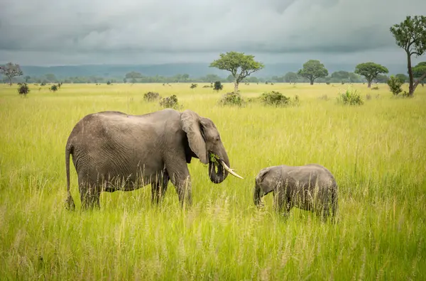 Tanzanya 'daki Mikumi Ulusal Parkı' nda dişi bir Afrika fili (Loxodonta africana) ve yavrusu. Bu fil nesli tükenme tehlikesi altında.