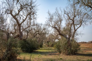 Ölen ve hastalıklı yetişkin zeytin ağaçları, Kosta Rika kökenli böcekler tarafından taşınan ölümcül bir bakteri olan Xylella fastidiosa tarafından öldürüldü. Zeytin ağaçları buldozerle ezilir ve yakılır. Lecce Eyaleti, Apulia, İtalya.