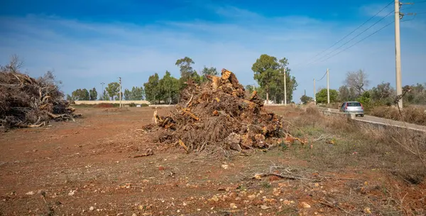 Kosta Rika kökenli böcekler tarafından taşınan ölümcül bir bakteri olan Xylella fastidiosa tarafından öldürülen bir yığın ölü ve hastalıklı zeytin ağacı. Zeytin ağaçları buldozerle ezilir ve yakılır. Lecce Eyaleti, Apulia, İtalya.