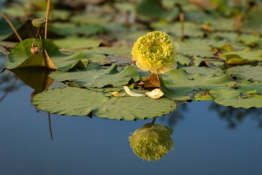 Büyük bir Altın Elma Lotusu (Nelumbo nuciferawhite), Kuzey Vietnam 'ın Ba Vi kentindeki suya yansıyan mavi utangaçlığıyla durgun bir gölette çiçek açar..