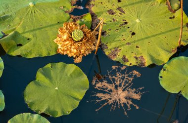 Büyük Altın Elma Lotusu 'nun (Nelumbo nuciferawhite) ölü kafası çürüyen bir yaprak iskeletinin yanında ve Nilüfer yaprakları Kuzey Vietnam' daki Ba Vi 'de bir gölette bulunur..
