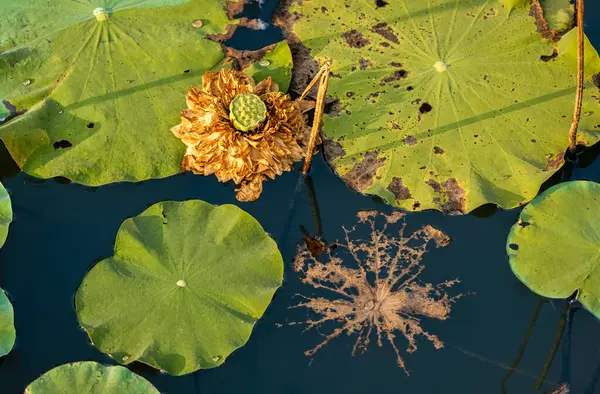 Büyük Altın Elma Lotusu 'nun (Nelumbo nuciferawhite) ölü kafası çürüyen bir yaprak iskeletinin yanında ve Nilüfer yaprakları Kuzey Vietnam' daki Ba Vi 'de bir gölette bulunur..