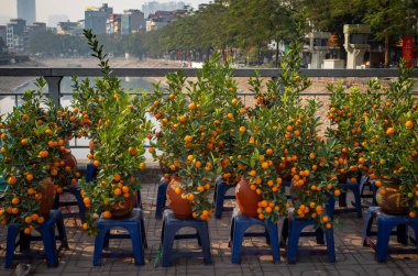 Tet 'in Ay' daki To Lich nehri üzerindeki köprüde satılık portakal dolu kumkuat ağaçları, Cau Giay, Hanoi, Vietnam