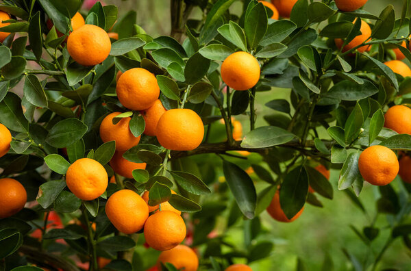 Small orange fruit on an ornamental kumquat tree for sale at a lunar nww year (Tet) flower market in Hanoi, Vietnam.
