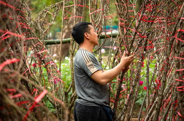 Vietnamlı bir adam, Hamnoi, Vietnam 'daki yeni yıl (Tet) çiçek pazarında bir müşteri için dekoratif büyük şeftali çiçeği (hoa dao) dalı seçer..