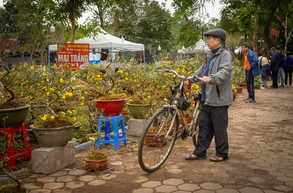Bisikletli Vietnamlı bir adam, Hanoi, Vietnam 'daki yeni yıl çiçek pazarında bonsai kayısı ağaçlarına bakmak için durur..