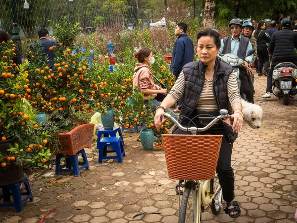 Vietnamlı bir kadın ve köpeği, Hanoi, Vietnam 'daki ay çiçeği pazarında (Tet) süs kumkuat ağaçlarının yanından bisikletle geçiyorlar..