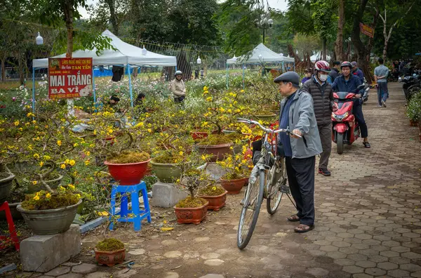 Bisikletli Vietnamlı bir adam, Hanoi, Vietnam 'daki yeni yıl çiçek pazarında bonsai kayısı ağaçlarına bakmak için durur..