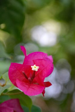 Bougainvillea glabra 'nın morumsu renkli çiçeğinin yakın görüntüsü.