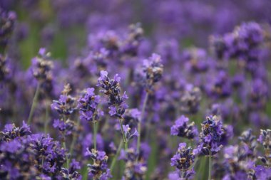 Mor lavanta çiçeklerinin yakın plan görüntüsü çeşitli, yoğun ekilmiş, açık havada