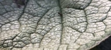 Karınca yapraklı bir bitki yaprağı, damarlı bir yaprak.