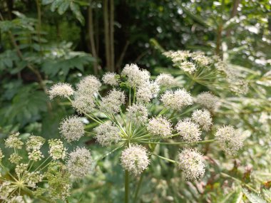Güzel botanik fotoğrafı, doğal duvar kağıdı.