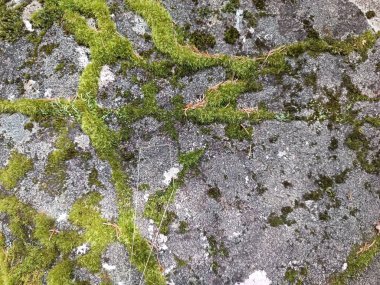 Kaya yüzeyinde yosun var.