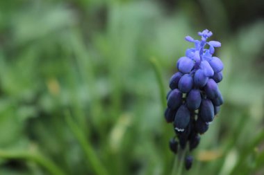 Mavi çiçekler ve sümbül