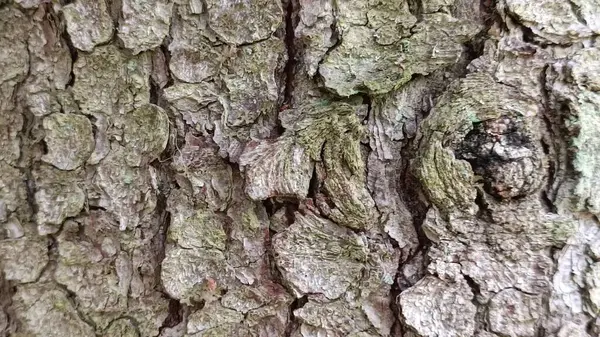 ağaç kabuğu dokusu, doğal arkaplan