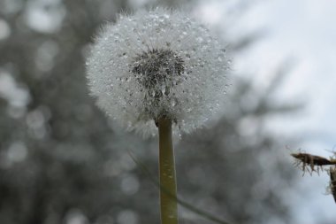 Karahindiba bahçede.