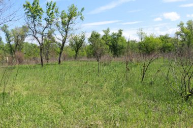 Yeşil çimenlerle ve bulutlu gökyüzüyle güzel bir manzara.