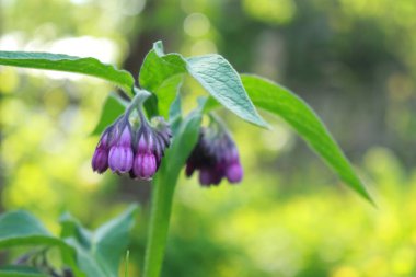 Yeşil arka planda güzel bir kelebek çiçeği