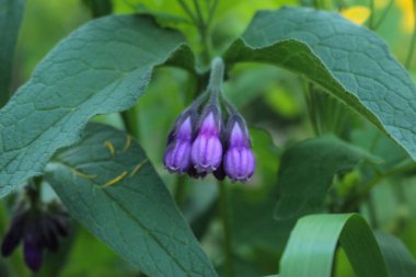 Bahçede mor çiçekler