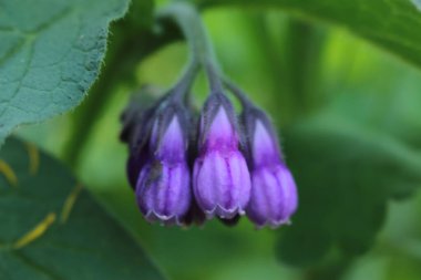 Güzel botanik fotoğrafı, doğal duvar kağıdı.