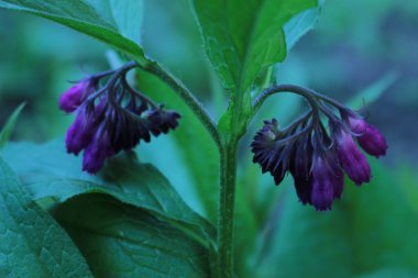 Güzel bir mor çiçeğe yaklaş.