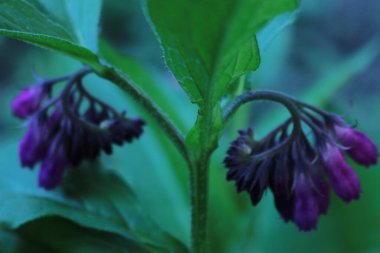 Güzel botanik fotoğrafı, doğal duvar kağıdı.