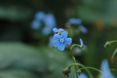 Bahçede çiçekler açıyor..