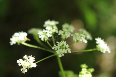 Güzel botanik fotoğrafı, doğal duvar kağıdı.