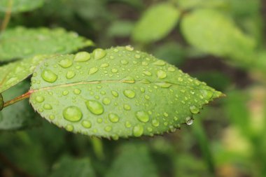 yeşil yapraklar, bitkiler ve yapraklar