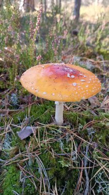 Ağaçtaki mantarlar