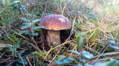 Ormandaki mantarların yakın plan çekimi.