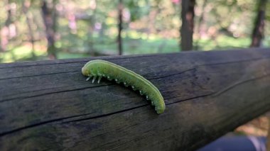 Ağaç gövdesindeki yeşil tırtıl